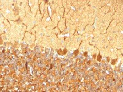 Immunohistochemistry-Paraffin: UCH-L1/PGP9.5 Antibody (SPM574) [NBP2-32895] - Formalin-fixed. paraffin-embedded rat cerebellum stained with Pgp9.5/UchL1 Monoclonal antibody (SPM574)