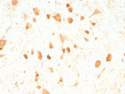Immunohistochemistry-Paraffin: UCH-L1/PGP9.5 Antibody (UCHL1/775) - Azide and BSA Free [NBP2-47932] - Rat Cerebellum stained with Pgp9.5 Monoclonal Antibody (UCHL1/775).