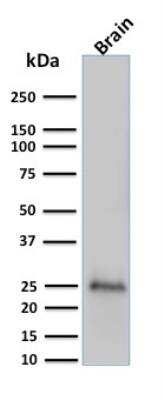 Western Blot: UCH-L1/PGP9.5 Antibody (UCHL1/775) - Azide and BSA Free [NBP2-47932] - Human brain tissue lysate using Pgp9.5 Monoclonal Antibody (UCHL1/775).
