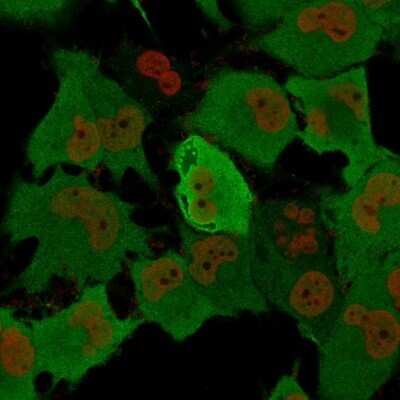 Immunocytochemistry/Immunofluorescence: UCH-L1/PGP9.5 Antibody (rUCHL1/775) - Azide and BSA Free [NBP2-75775] - Immunofluorescence Analysis of T98G cells labeling Pgp9.5 with UCH-L1/PGP9.5 Antibody (rUCHL1/775) followed by Goat anti-Mouse IgG-CF488 (Green). The nuclear counterstain is Nucspot (Red).