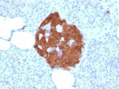 Immunohistochemistry-Paraffin: UCH-L1/PGP9.5 Antibody (rUCHL1/775) - Azide and BSA Free [NBP2-75775] - Formalin-fixed, paraffin-embedded Human Pancreas stained with Pgp9.5 Mouse Recombinant Monoclonal Antibody (rUCHL1/775).