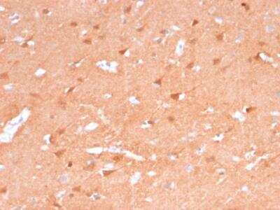 Immunohistochemistry-Paraffin: UCH-L1/PGP9.5 Antibody (rUCHL1/775) [NBP2-75773] - Formalin-fixed, paraffin-embedded Human Brain stained with Pgp9.5 Mouse Recombinant Monoclonal Antibody (rUCHL1/775).