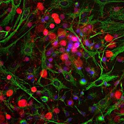 Immunocytochemistry/Immunofluorescence: UCH-L1/PGP9.5 Antibody [NB110-58872] - Analysis of cortical neuron-glial cell culture from E20 rat stained with chicken  pAb to UCHL1, NB110-58872 , dilution 1:500 in red, and costained with mouse mAb to vimentin, dilution 1:2,000, in green. The blue is DAPI staining of nuclear DNA. The UCHL1 antibody produces strong staining of the cell body and dendrites in neurons. The vimentin antibody stains intermediate filaments in fibroblastic and developing glial cells.