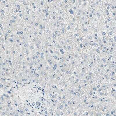 Immunohistochemistry-Paraffin: UCH-L1/PGP9.5 Antibody [NBP1-87334] - Staining of human liver shows no positivity in hepatocytes, as expected.