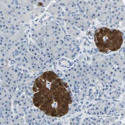 Immunohistochemistry-Paraffin: UCH-L1/PGP9.5 Antibody [NBP1-87334] - Staining of human pancreas shows strong cytoplasmic positivity in islets of Langerhans.