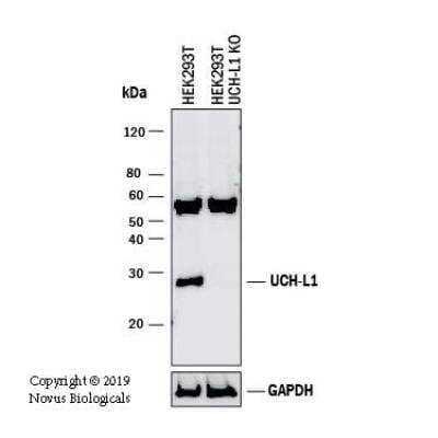 Knockout Validated: UCH-L1/PGP9.5 Antibody [NB300-676] - Western blot shows lysates of HEK293T human embryonic kidney parental cell line and UCH-L1/PGP9.5 knockout (KO) HEK293T cell line. PVDF membrane was probed with 2 ug/ml of Rabbit Anti-Human UCH-L1/PGP9.5 Polyclonal Antibody (Catalog # NB300-676) followed by HRP-conjugated Anti-Rabbit IgG Secondary Antibody (Catalog #HAF008). Specific band was detected for UCH-L1/PGP9.5 at approximately 28 kDa (as indicated) in the parental HEK293T cell line, but is not detectable in the knockout HEK293T cell line. This experiment was conducted under reducing conditions.