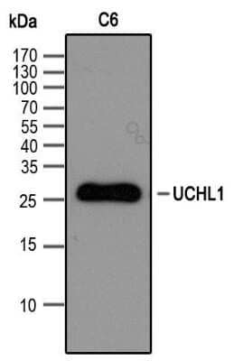 Western Blot: UCH-L1/PGP9.5 Antibody [NBP2-24719] - Western blot analysis of extracts from C6 cell using PGP9.5 / UCHL-1 antibody