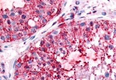 Immunohistochemistry-Paraffin: UCH-L3 Antibody [NB110-40471] - Analysis of anti-UCHL3 antibody with human testis at concentration 10 ug/ml.