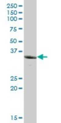 Western Blot: UCH37 Antibody [H00051377-B02P] - Analysis of UCHL5 expression in human placenta.