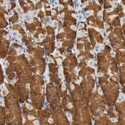 Immunohistochemistry-Paraffin: UCKL1 Antibody [NBP1-83648] - Staining of human stomach shows strong cytoplasmic positivity in glandular cells.
