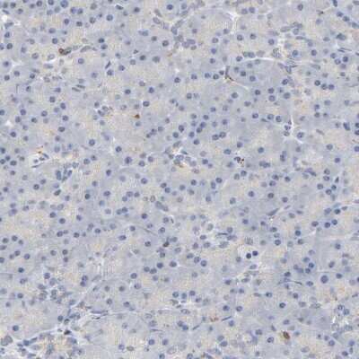 Immunohistochemistry-Paraffin: UCKL1 Antibody [NBP1-83649] - Staining of human pancreas shows low positivity in exocrine glandular cells as expected.