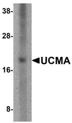 Western Blot: UCMA Antibody [NBP1-76321] - Analysis of UCMA in SW1353 cell lysate with UCMA antibody at 2.5 ug/mL.