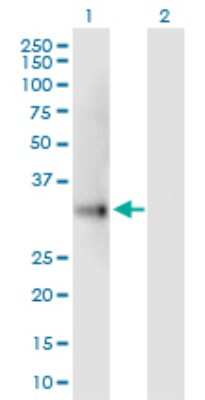 Western Blot: UCP2 Antibody [H00007351-B03P] - Analysis of UCP2 expression in transfected 293T cell line. Lane 1: UCP2 transfected lysate (34.10 KDa). Lane 2: Non-transfected lysate.