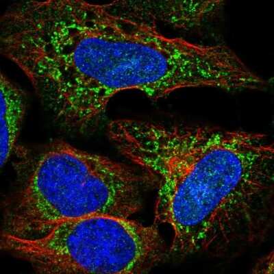 Immunocytochemistry/Immunofluorescence: UCP4 Antibody [NBP2-57763] - Staining of human cell line U-2 OS shows localization to mitochondria.