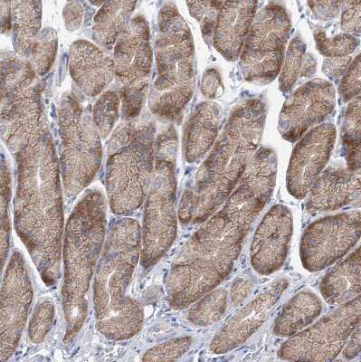 Immunohistochemistry-Paraffin: UFL1 Antibody [NBP1-90691] - Staining of human stomach shows weak to moderate cytoplasmic positivity in glandular cells.