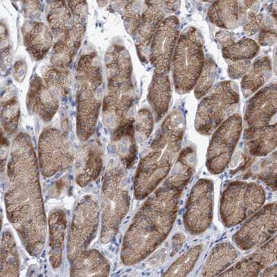 Immunohistochemistry-Paraffin: UFL1 Antibody [NBP1-90692] - Staining of human stomach shows weak to moderate cytoplasmic positivity in glandular cells.