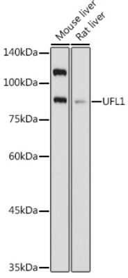 Western Blot: UFL1 Antibody [NBP3-16039] - Western blot analysis of extracts of various cell lines, using UFL1 antibody (NBP3-16039) at 1:1000 dilution. Secondary antibody: HRP Goat Anti-Rabbit IgG (H+L) at 1:10000 dilution. Lysates/proteins: 25ug per lane. Blocking buffer: 3% nonfat dry milk in TBST. Detection: ECL Basic Kit. Exposure time: 3s.