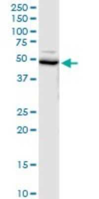 Western Blot UFM1 Activating Enzyme/UBA5 Antibody - Azide and BSA Free