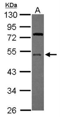 Western Blot: UFM1 Activating Enzyme/UBA5 Antibody [NBP2-20778] - Sample (30 ug of whole cell lysate) A: U87-MG10% SDS PAGE gel, diluted at 1:500.