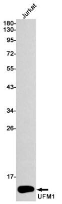 Western Blot: UFM1 Antibody (S02-5G1) [NBP3-19488] - Western blot detection of UFM1 in Jurkat cell lysates using NBP3-19488 (1:1000 diluted). Predicted band size: 9kDa. Observed band size: 9kDa.