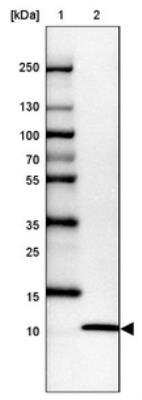 Western Blot: UFM1 Antibody [NBP1-88977] - Lane 1: Marker  [kDa] 250, 130, 100, 70, 55, 35, 25, 15, 10.  Lane 2: U-87 MG