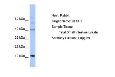 Western Blot UFSP1 Antibody - BSA Free