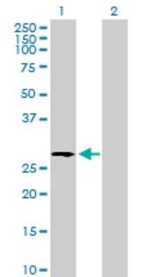 Western Blot: UGCGL2 Antibody [H00055757-B01P] - Analysis of UGCGL2 expression in transfected 293T cell line by UGCGL2 polyclonal antibody.  Lane 1: UGCGL2 transfected lysate(30.58 KDa). Lane 2: Non-transfected lysate.