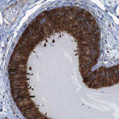 Immunohistochemistry-Paraffin: UGGT1 Antibody [NBP1-81652] - Staining of human epididymis shows strong cytoplasmic positivity in glandular cells.