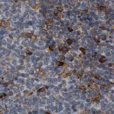 Immunohistochemistry-Paraffin: UGGT1 Antibody [NBP1-81652] - Staining of human lymph node.