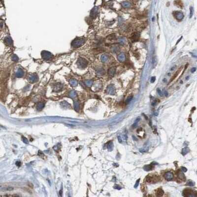 Immunohistochemistry-Paraffin: UGGT1 Antibody [NBP1-81652] - Staining of human testis.