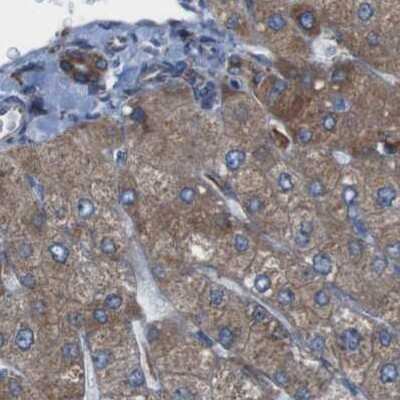 Immunohistochemistry-Paraffin: UGGT1 Antibody [NBP1-81652] - Staining of human liver.