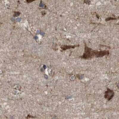 Immunohistochemistry-Paraffin: UGGT1 Antibody [NBP1-81652] - Staining of human cerebral cortex.