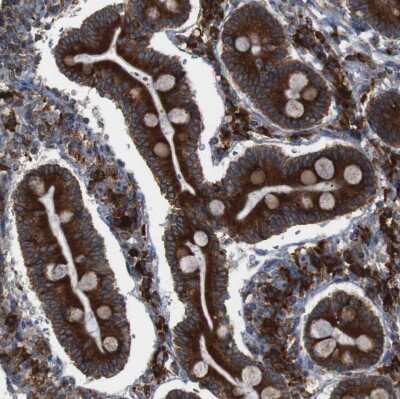Immunohistochemistry-Paraffin: UGGT1 Antibody [NBP1-81652] - Staining of human Duodenum shows strong granular cytoplasmic positivity in glandular cells.