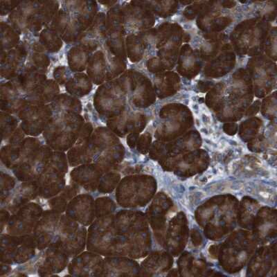 Immunohistochemistry-Paraffin: UGGT1 Antibody [NBP1-81652] - Staining of human Pancreas shows strong granular cytoplasmic positivity in exocrine glandular cells.