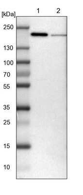 Western Blot: UGGT1 Antibody [NBP1-81652] - Lane 1: NIH-3T3 cell lysate (Mouse embryonic fibroblast cells). Lane 2: NBT-II cell lysate (Rat Wistar bladder tumor cells).