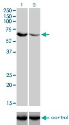 Western Blot: UGP2 Antibody (3H3) [H00007360-M01] - Analysis of UGP2 over-expressed 293 cell line, cotransfected with UGP2 Validated Chimera RNAi ( Cat # H00007360-R01V ) (Lane 2) or non-transfected control (Lane 1). Blot probed with UGP2 monoclonal antibody (M01), clone 3H3 (Cat # H00007360-M01 ). GAPDH ( 36.1 kDa ) used as specificity and loading control.