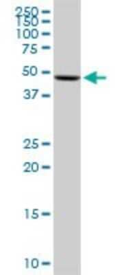 Western Blot: UGP2 Antibody (3H3) [H00007360-M01] - UGP2 monoclonal antibody (M01), clone 3H3. Analysis of UGP2 expression in Raw 264.7.