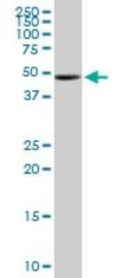 Western Blot: UGP2 Antibody (3H3) [H00007360-M01] - UGP2 monoclonal antibody (M01), clone 3H3. Analysis of UGP2 expression in NIH/3T3.