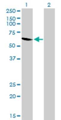 Western Blot: UGP2 Antibody (3H3) [H00007360-M01] - Analysis of UGP2 expression in transfected 293T cell line by UGP2 monoclonal antibody (M01), clone 3H3.Lane 1: UGP2 transfected lysate(56.9 KDa).Lane 2: Non-transfected lysate.