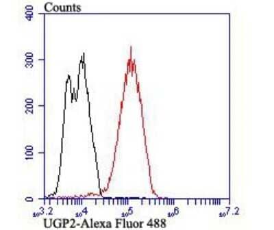Flow Cytometry: UGP2 Antibody (7H1) [NBP2-75695] - Analysis of LOVO cells with UGP2 antibody at 1/100 dilution (red) compared with an unlabelled control (cells without incubation with primary antibody; black). Alexa Fluor 488-conjugated goat anti-mouse IgG was used as the secondary antibody.
