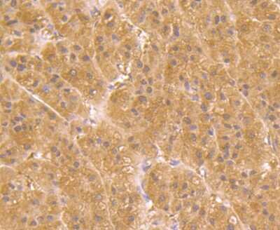 Immunohistochemistry-Paraffin: UGP2 Antibody (7H1) [NBP2-75695] - Analysis of paraffin-embedded human liver tissue using anti-UGP2 antibody. Counter stained with hematoxylin.