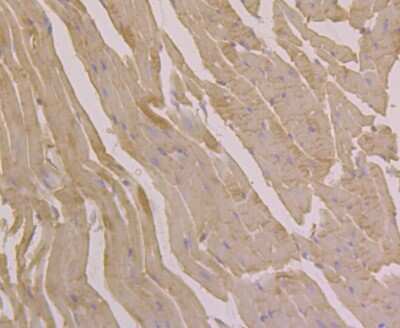 Immunohistochemistry-Paraffin: UGP2 Antibody (7H1) [NBP2-75695] - Analysis of paraffin-embedded mouse heart tissue using anti-UGP2 antibody. Counter stained with hematoxylin.