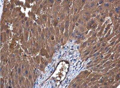 Immunohistochemistry-Paraffin: UGP2 Antibody [NBP1-32676] -  Paraffin-embedded mouse liver. UGP2 antibody [N3C3-2] diluted at 1:500.