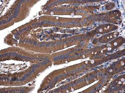 Immunohistochemistry-Paraffin: UGP2 Antibody [NBP1-32676] - Paraffin-embedded mouse duodenum. UGP2 antibody [N3C3-2] diluted at 1:500.