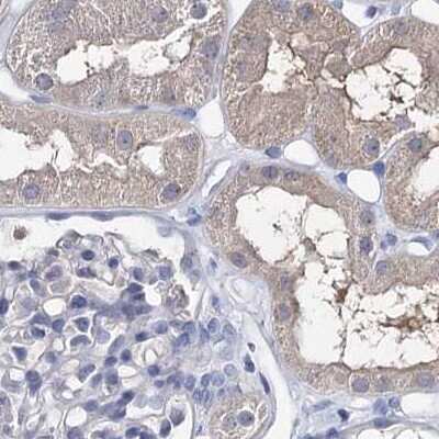 Immunohistochemistry-Paraffin: UGP2 Antibody [NBP1-85918] - Staining of human kidney.