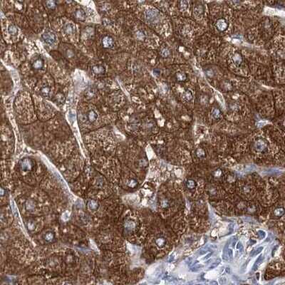 Immunohistochemistry-Paraffin: UGP2 Antibody [NBP1-85918] - Staining of human liver.