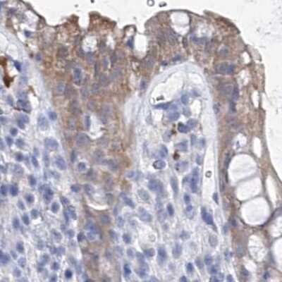 Immunohistochemistry-Paraffin: UGP2 Antibody [NBP1-85918] - Staining of human rectum.