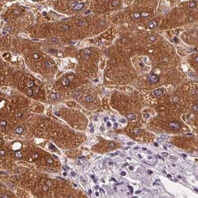 Immunohistochemistry-Paraffin: UGP2 Antibody [NBP2-49427] - Staining of human liver.