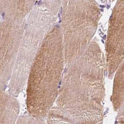 Immunohistochemistry-Paraffin: UGP2 Antibody [NBP2-49427] - Staining of human skeletal muscle.