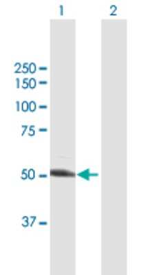 Western Blot: UGP2 Antibody [H00007360-B01P] - Analysis of UGP2 expression in transfected 293T cell line by UGP2 polyclonal antibody.  Lane 1: UGP2 transfected lysate(56.90 KDa). Lane 2: Non-transfected lysate.